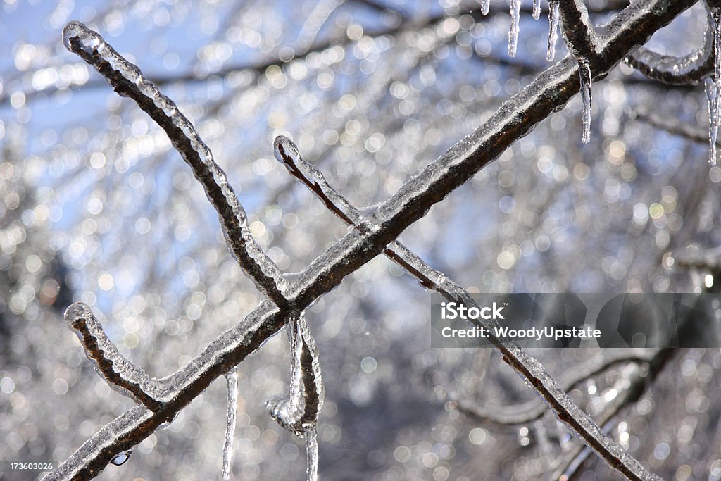 В замороженном виде Branch - Стоковые фото Блестящий роялти-фри
