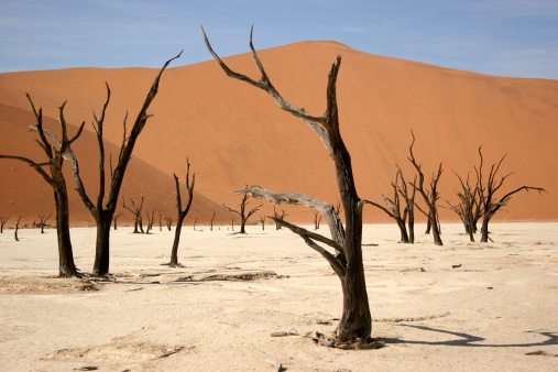 Petrified trees in the 'dead vlei' in the desert area of Namibia