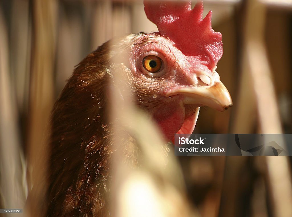 Huhn in Sonnenlicht - Lizenzfrei Agrarbetrieb Stock-Foto