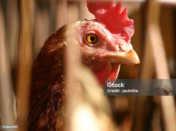 Huhn In Sonnenlicht Stockfoto und mehr Bilder von Agrarbetrieb - Agrarbetrieb, Berggipfel, Bildschärfe