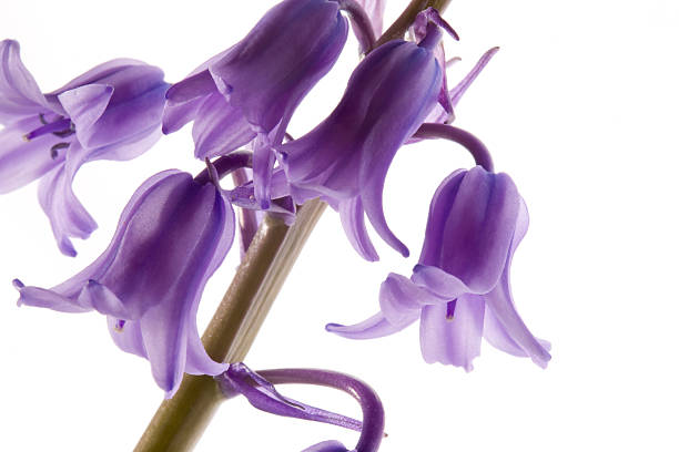 istock hyacinthoides hispanica 173603311