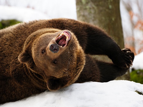 a brown bear having fun in the snow.