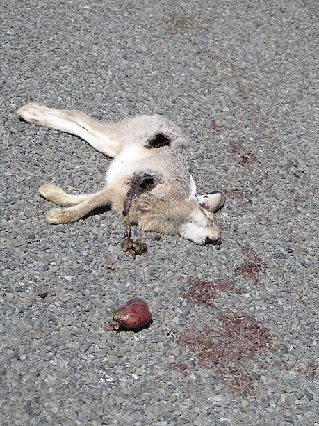 Gruesome Dead Bunny in the Road stock photo