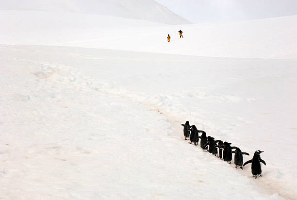 istock Penguins and people 173604075