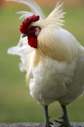 white rooster