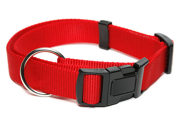 Dog-Collar stock photo