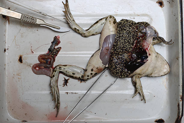 개구리 dissection - dissection 뉴스 사진 이미지