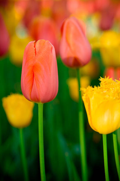 Pink and yellow tulips stock photo