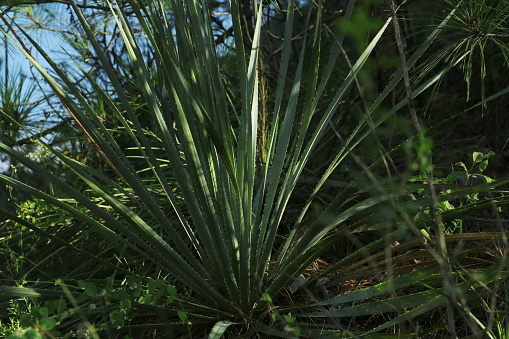 Beautiful green agave and different plants growing outdoors