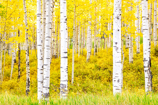 A large grove of aspens in brilliant yellow against their white trunks shot in the Colorado Rocky Mountains in autumn near Telluride.