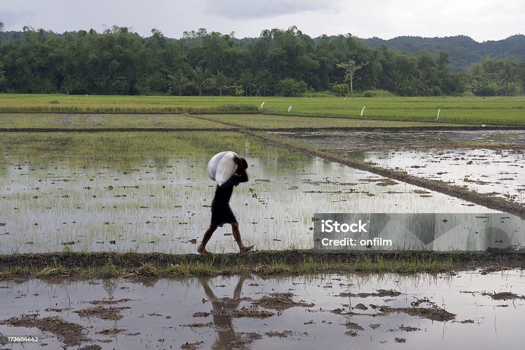 Arroz das colheitas - Royalty-free Agricultor Foto de stock