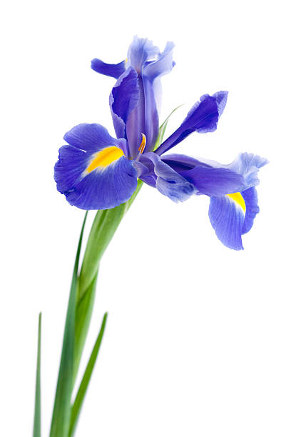 istock Purple iris with green stem on a white background 173604707