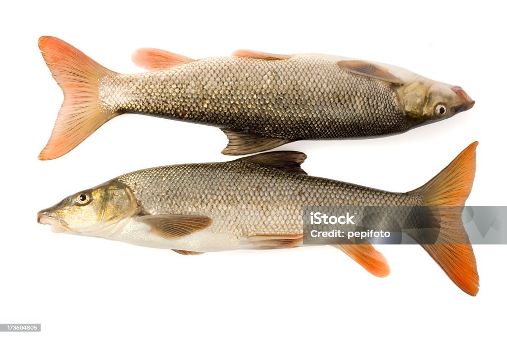 Dois Peixe Cru - Royalty-free Alimentação Saudável Foto de stock