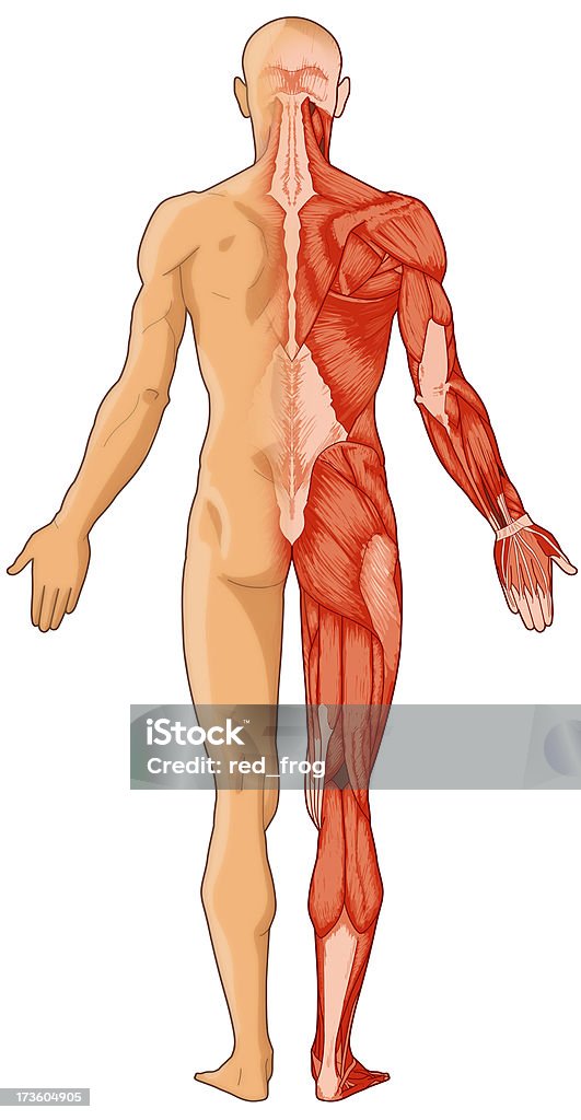 Ludzkie ciało, skóry i mięśni (Bitmapa - Zbiór zdjęć royalty-free (Anatomia człowieka)
