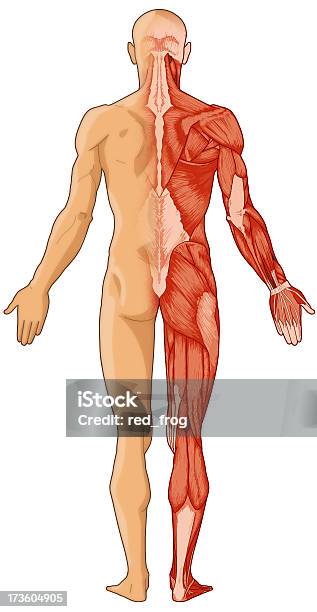 Ludzkie Ciało Skóry I Mięśni Bitmapa - zdjęcia stockowe i więcej obrazów Anatomia człowieka - Anatomia człowieka, Od tyłu, Badanie lekarskie