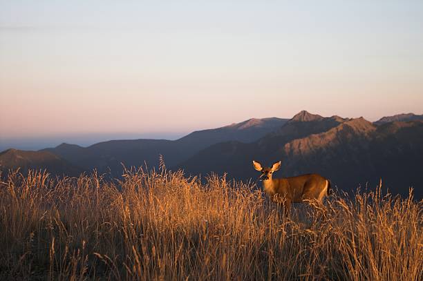 Wild caminhada food - foto de acervo