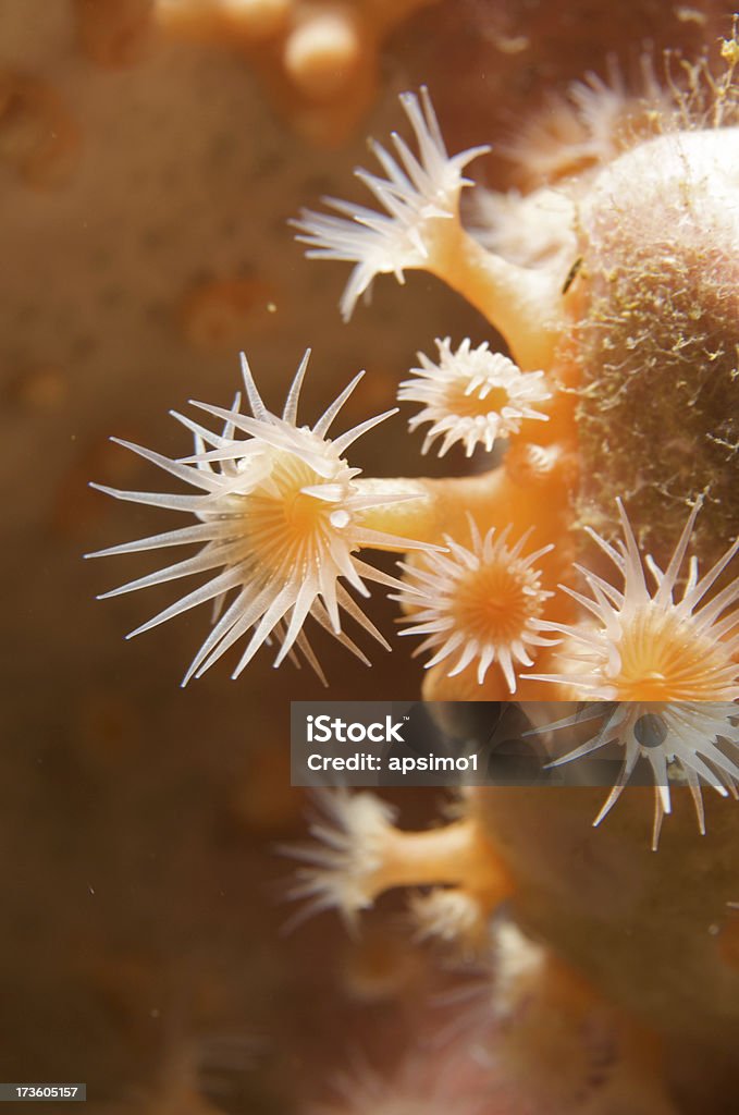 Amarillo Zoanthids - Foto de stock de Alimentar libre de derechos