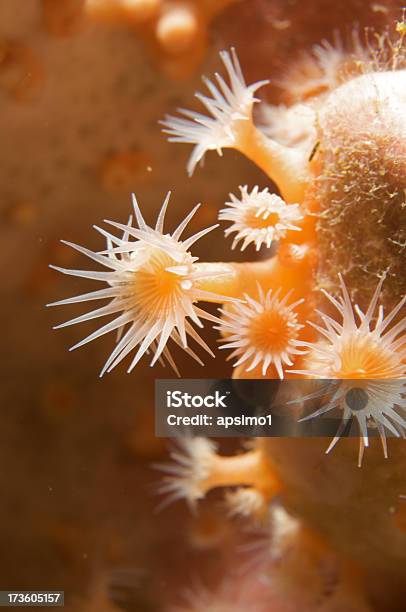 Amarillo Zoanthids Foto de stock y más banco de imágenes de Alimentar - Alimentar, Amarillo - Color, Animal