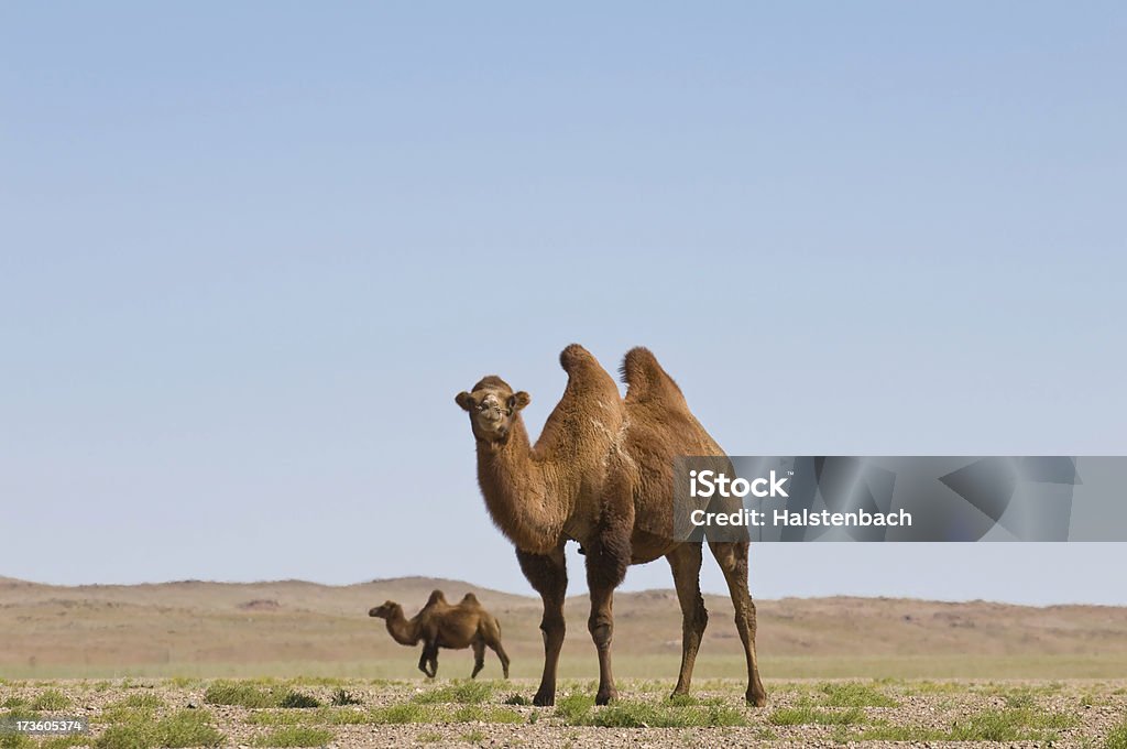 Cammelli nel deserto di Gobi - Foto stock royalty-free di Cammello