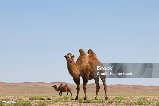 Wielbłądy W Gobi - zdjęcia stockowe i więcej obrazów Baktrian - Baktrian, Wielbłąd, Zwierzęta w naturze