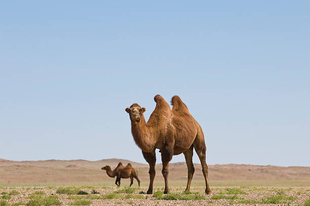 верблюдов в пустыне гоби - bactrian camel стоковые фото и изображения
