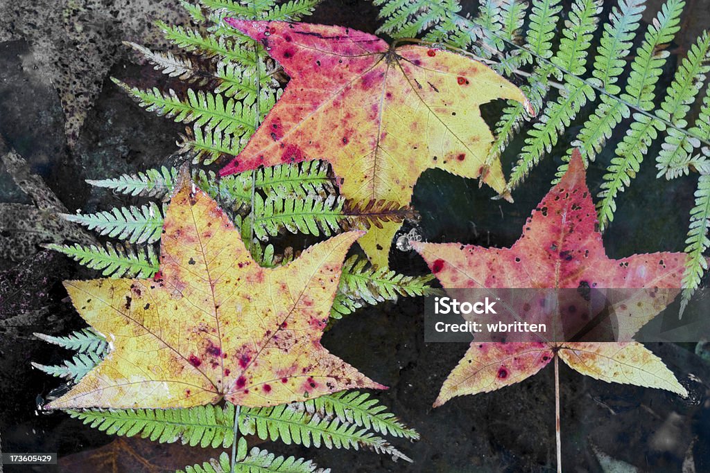 Fallen Blätter im Wasser series - Lizenzfrei Abgeschiedenheit Stock-Foto