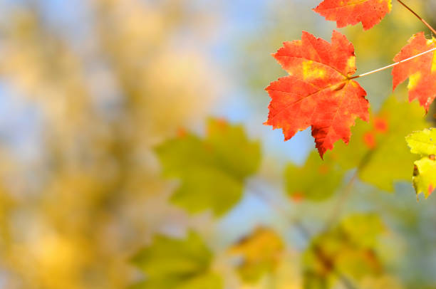 Fall Leaves stock photo