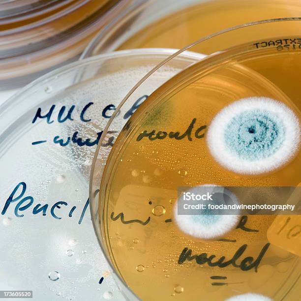 Culturas Crescimento Do Molde Em Placa De Petri - Fotografias de stock e mais imagens de Bactéria - Bactéria, Comida, Crescimento
