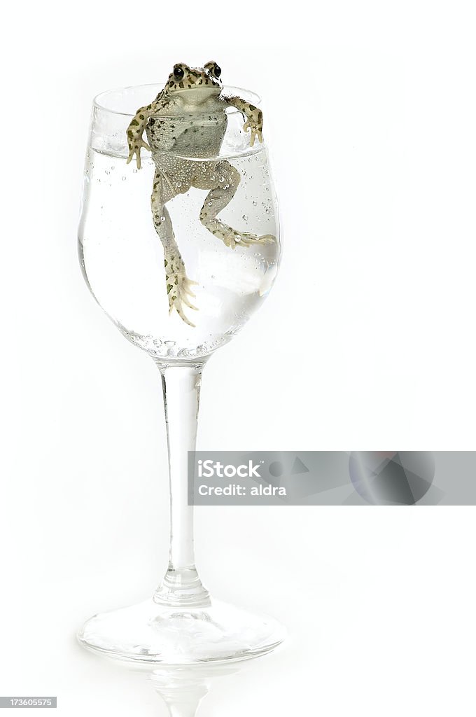 Rana & tonic - Foto stock royalty-free di Alchol