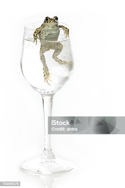 Лягушка Tonic — стоковые фотографии и другие картинки Алкоголь - напиток - Алкоголь - напиток, Амфибия, Белый