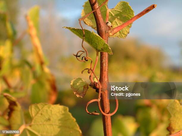 Grapevine Primer Plano Foto de stock y más banco de imágenes de Entrelazado - Entrelazado, Uva, Aire libre