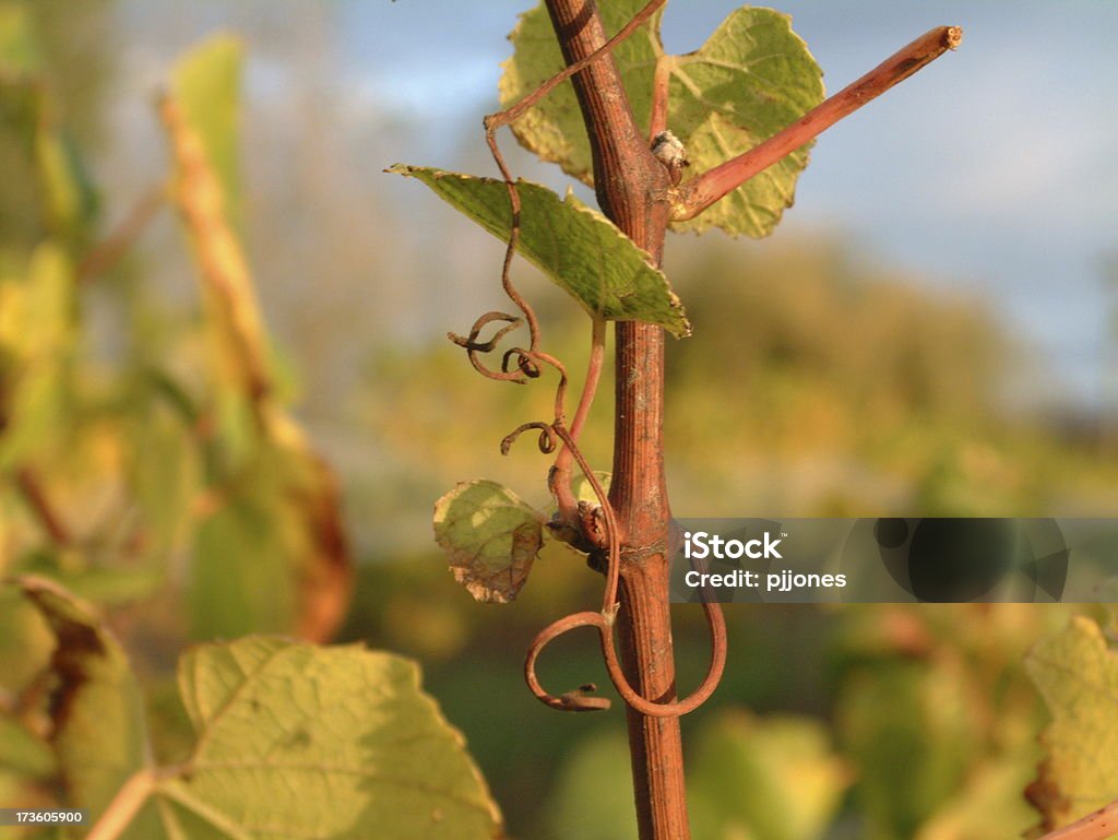 grapevine gros plan - Photo de Entrelacement libre de droits