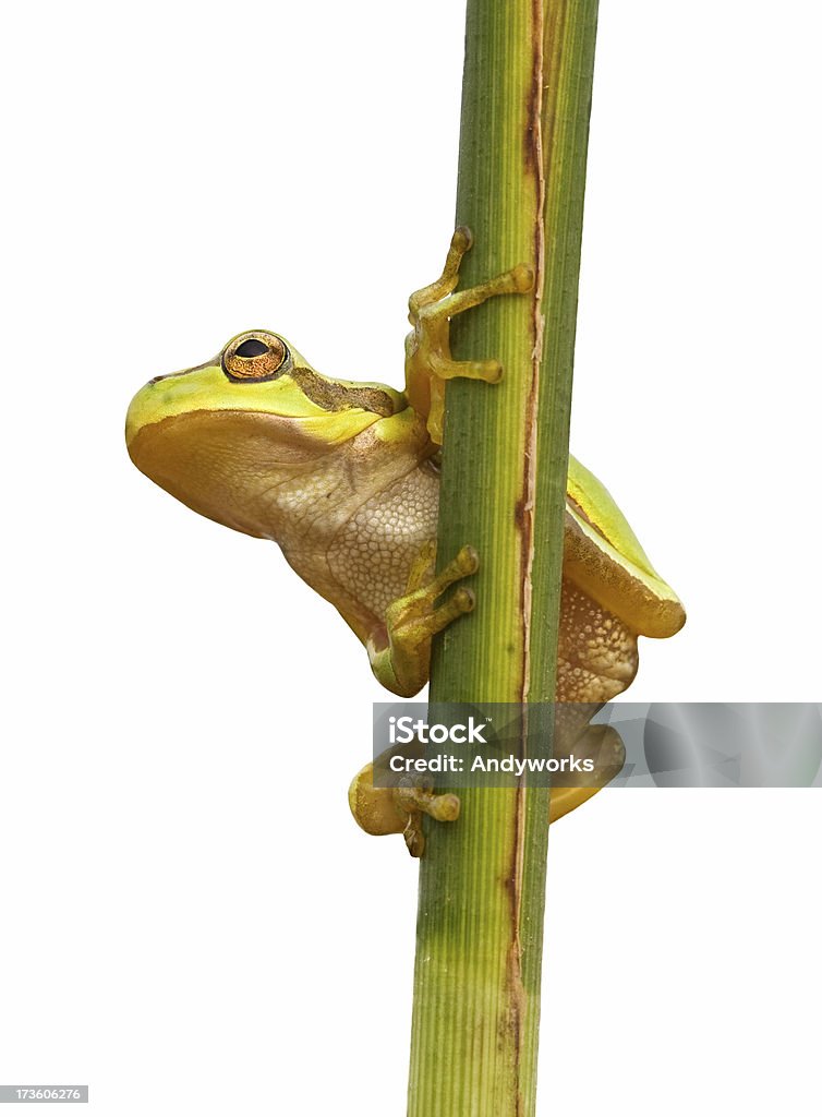 Tree Frog (Hyla Arborea - Foto de stock de Aire libre libre de derechos