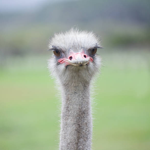 istock Ostrich in Africa 173606285