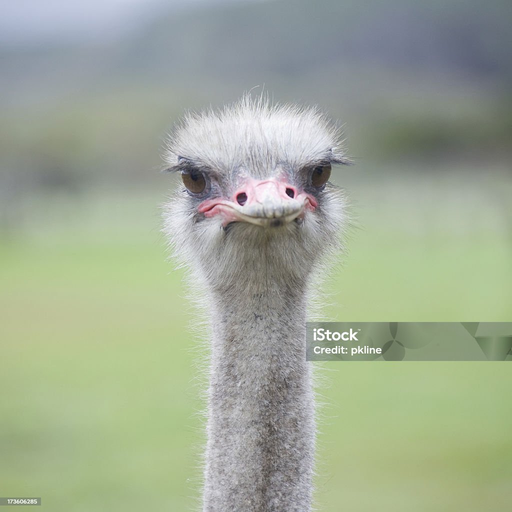 Avestruz na África - Foto de stock de Animal royalty-free
