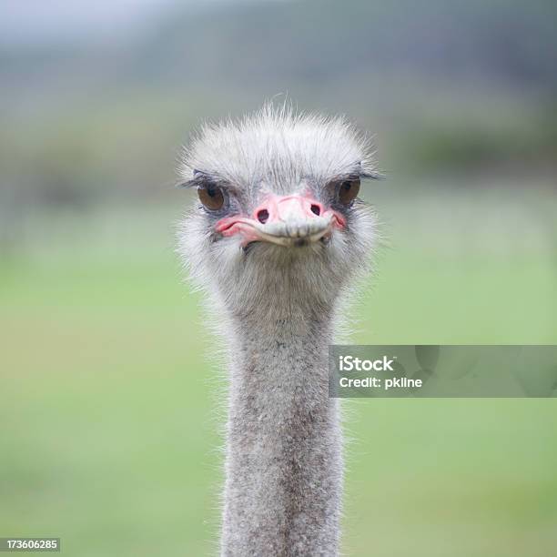 Foto de Avestruz Na África e mais fotos de stock de Animal - Animal, Animal selvagem, Assistindo