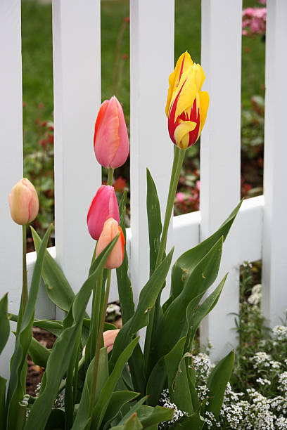 tulipani contro un bianco steccato - picket fence grass gardens nature foto e immagini stock
