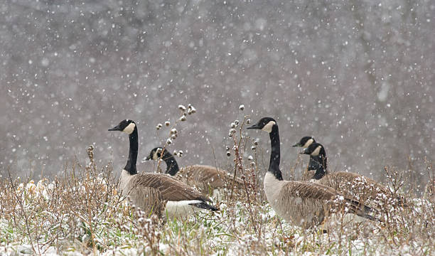 istock Canada Geese in Winter Snow Storm 173606364