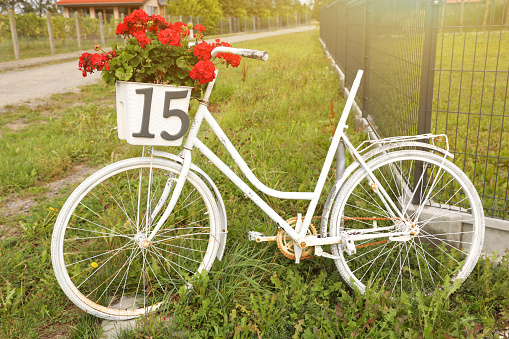 A bicycle in a field of tulips with a basket of tulips as well.