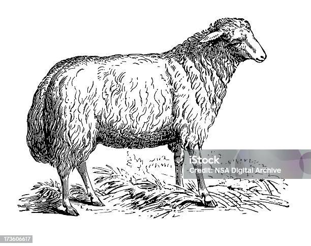 羊 - ヒツジのベクターアート素材や画像を多数ご用意 - ヒツジ, ラム肉, イラストレーション