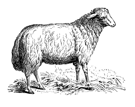 Old engraving of a sheep. Very high XXXL resolution after a detailed scan at 600 dpi. Click to see more images in the lightbox links below: