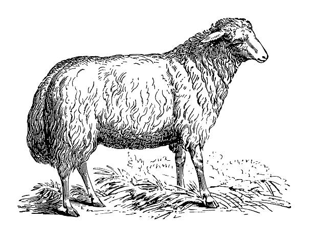 Sheep Old engraving of a sheep. Very high XXXL resolution after a detailed scan at 600 dpi. Click to see more images in the lightbox links below: lamb animal stock illustrations
