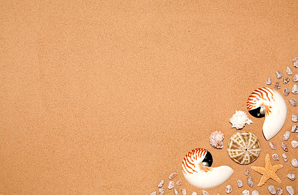 muszle, piasek, otoczaki i dryfujące drewno serii - abstract backdrop beach close up zdjęcia i obrazy z banku zdjęć