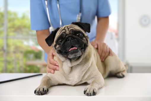 Veterinarian examining cute pug dog in clinic, closeup