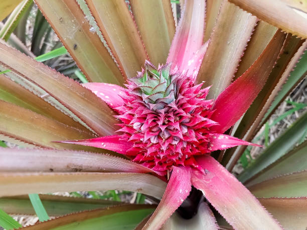 istock Close up young red pineapple fruit at the garden 1736072195
