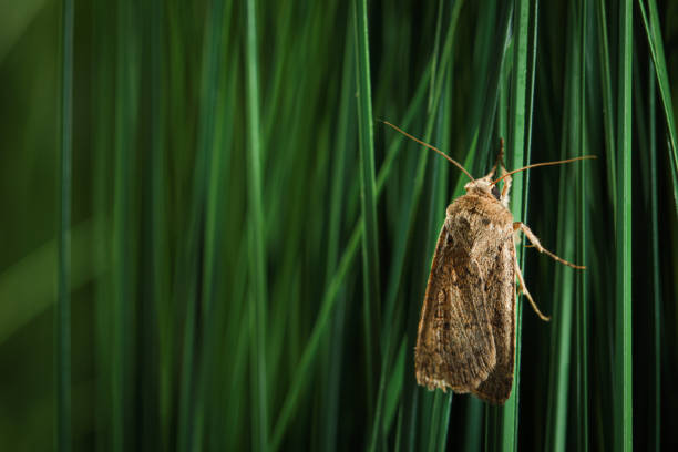 Paradrina clavipalpis moth on green grass outdoors, space for text