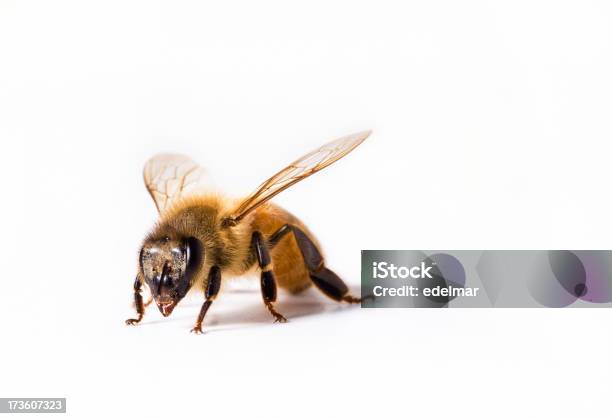 Abelha Em Branco - Fotografias de stock e mais imagens de Abelha - Abelha, Abelha de mel, Amarelo