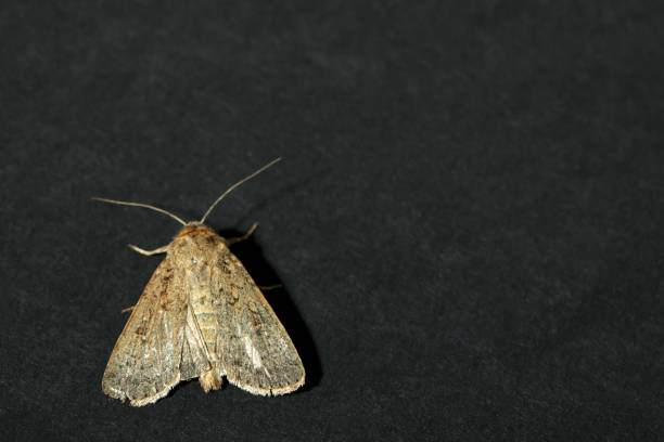 istock Paradrina clavipalpis moth on black background, top view. Space for text 1736073317