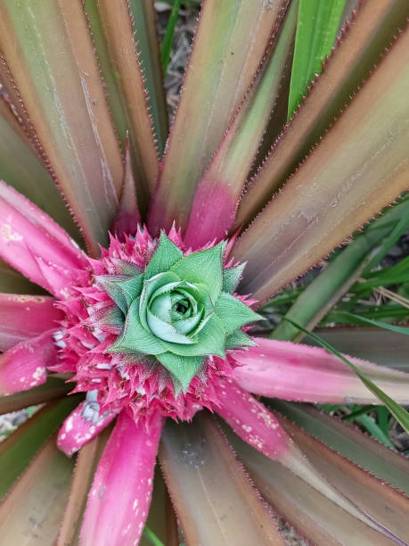 istock Close up young red pineapple fruit at the garden 1736073773