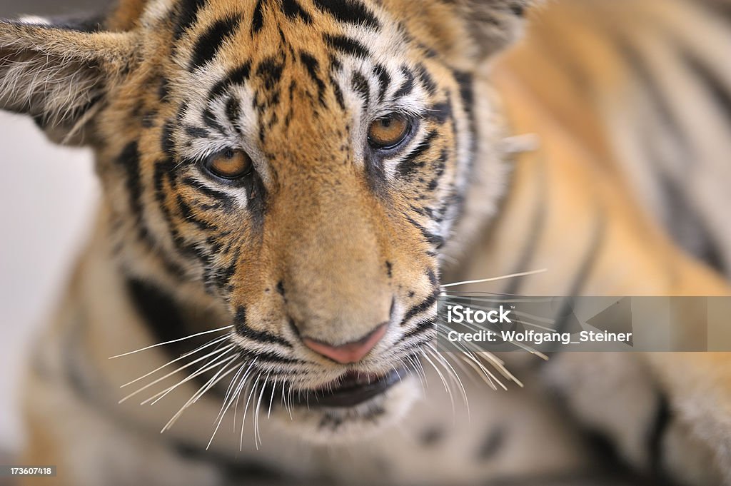 Tiger 새끼 - 로열티 프리 감금 상태 스톡 사진